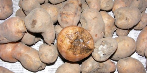 Kako se nositi sa zlatnom krompirovom nematodom